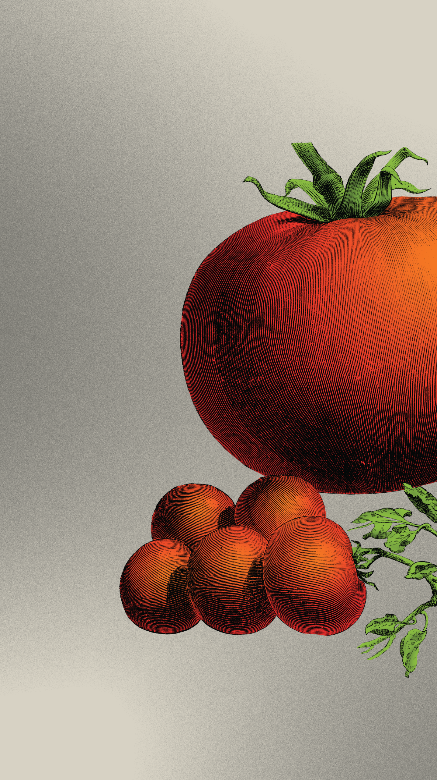Illustration of beefsteak tomato and cherry tomatoes