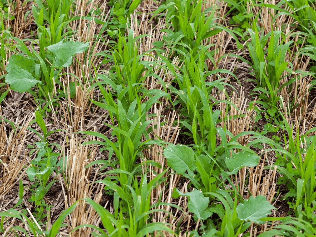Cover crop