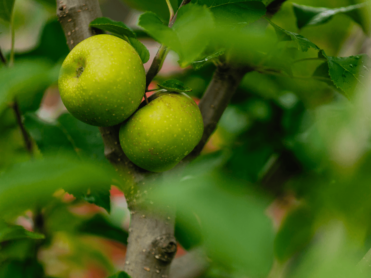 Apples on tree