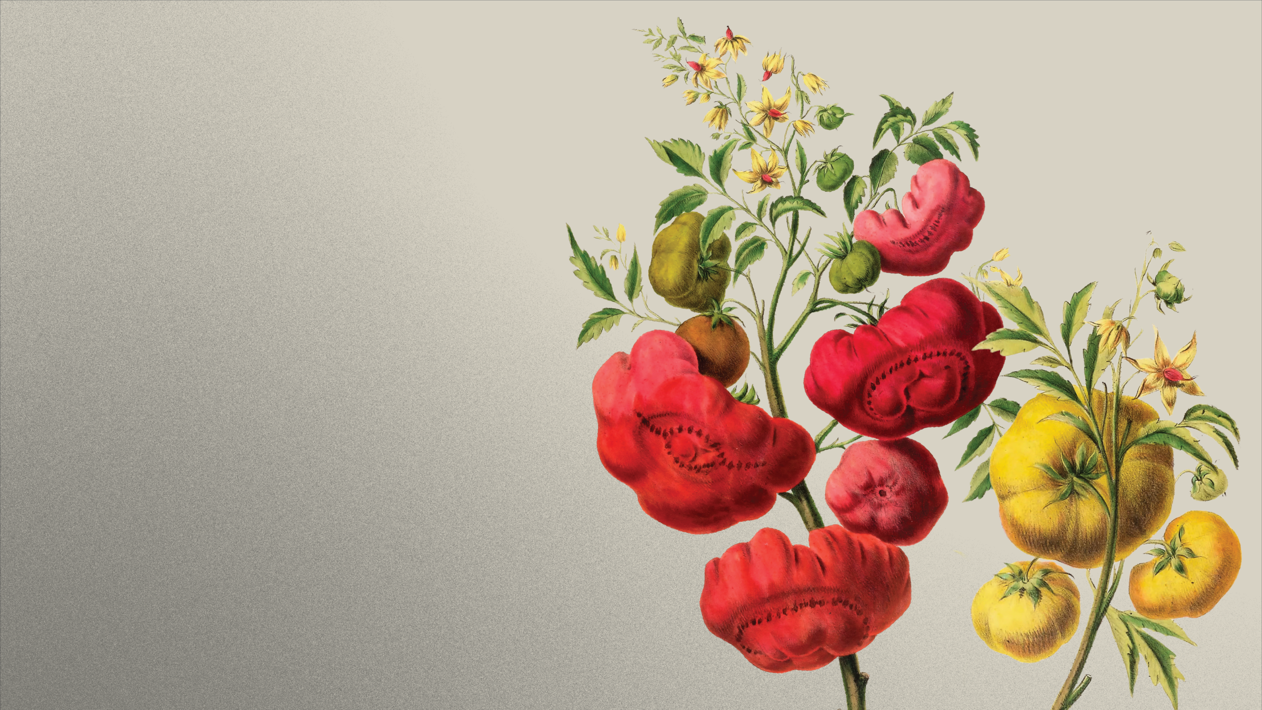 Illustration of Heirloom tomatoes
