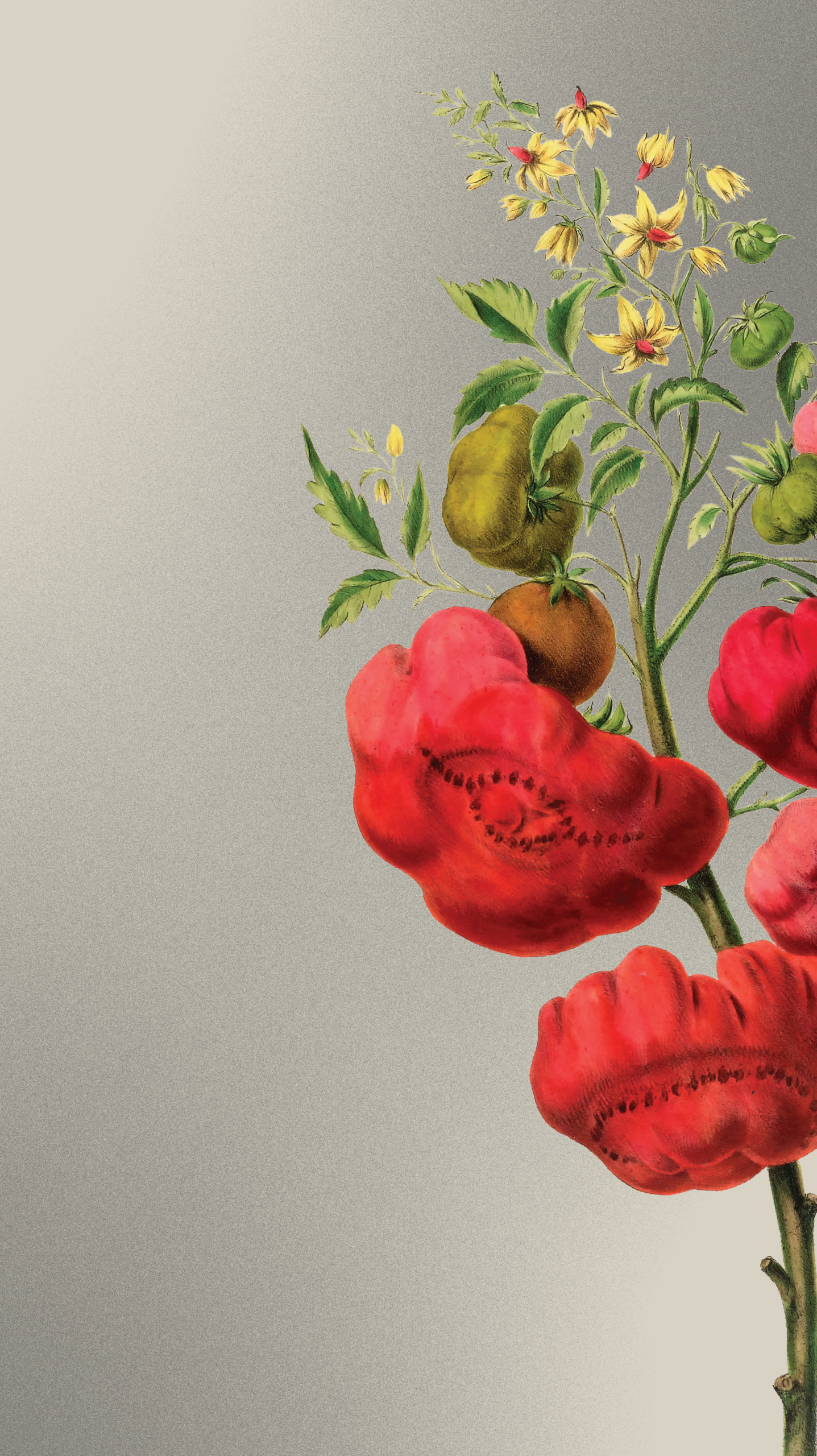 Illustration of heirloom tomatoes