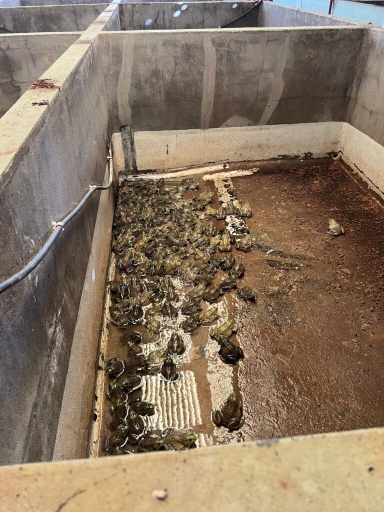 A concrete room with dozens of frogs in the corner.