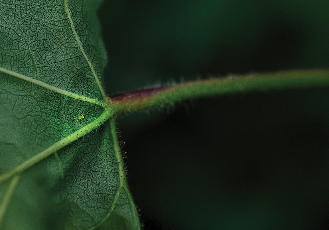 Tiny green bug on underside of leaf