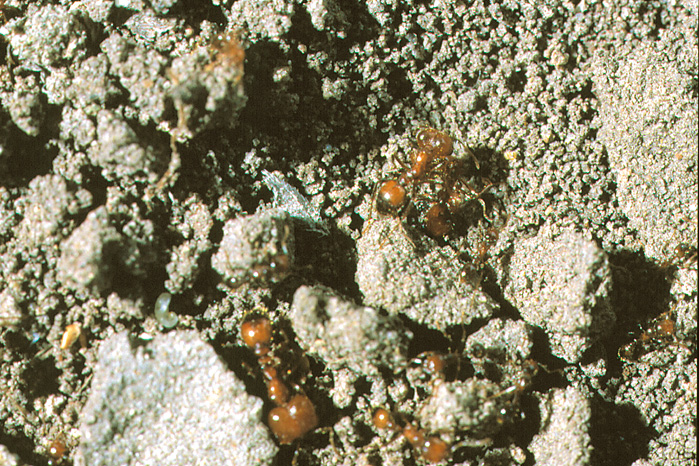 Native tropical fire ants are a bright red-orange
