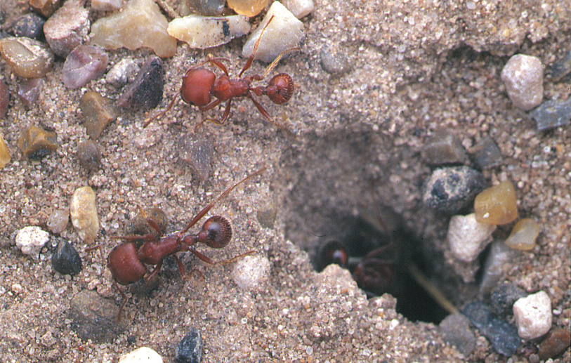 Red harvester ants gather near the entrance to a nest, which shows several pebbles nearby