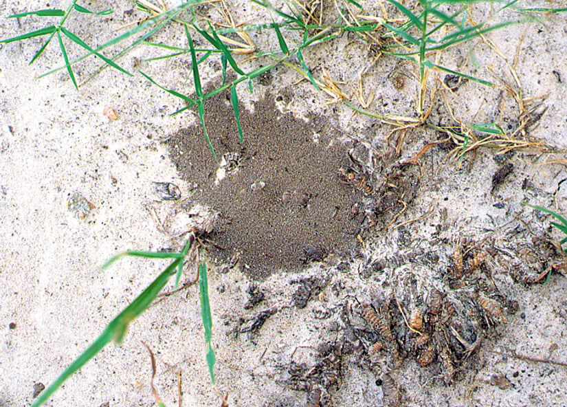 Some grass grows through the area covered by an ant mound in sandy soil