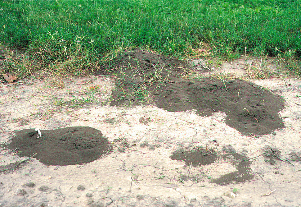 Ant mounds found in exposed sandy soil near an area of turfgrass