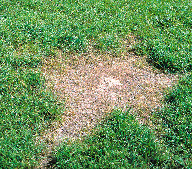 An ant mound has killed off the grass surrounding it