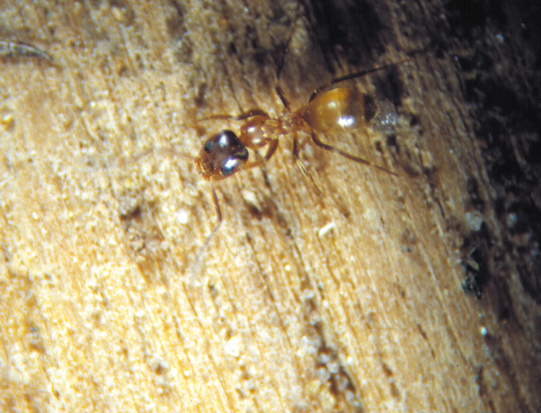 a pyramid ant is brown and dark brown