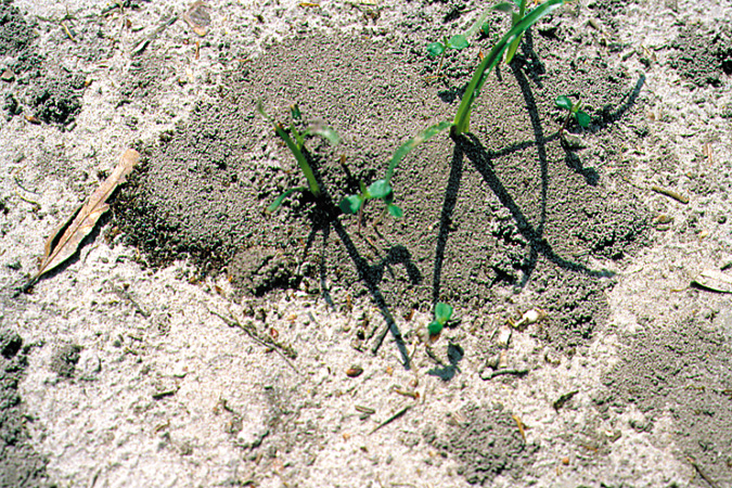 A few blades of grass grow up through an ant mound