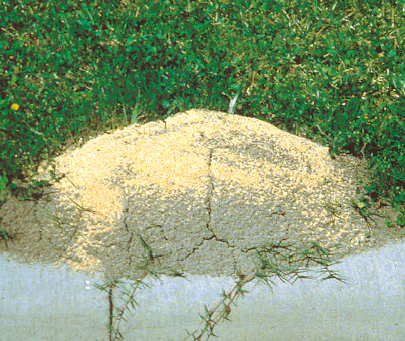 Ant granules on top of a large ant mound next to a sidewalk