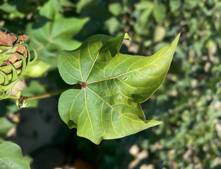 A green cotton leaf shows yellowing around the perimeter