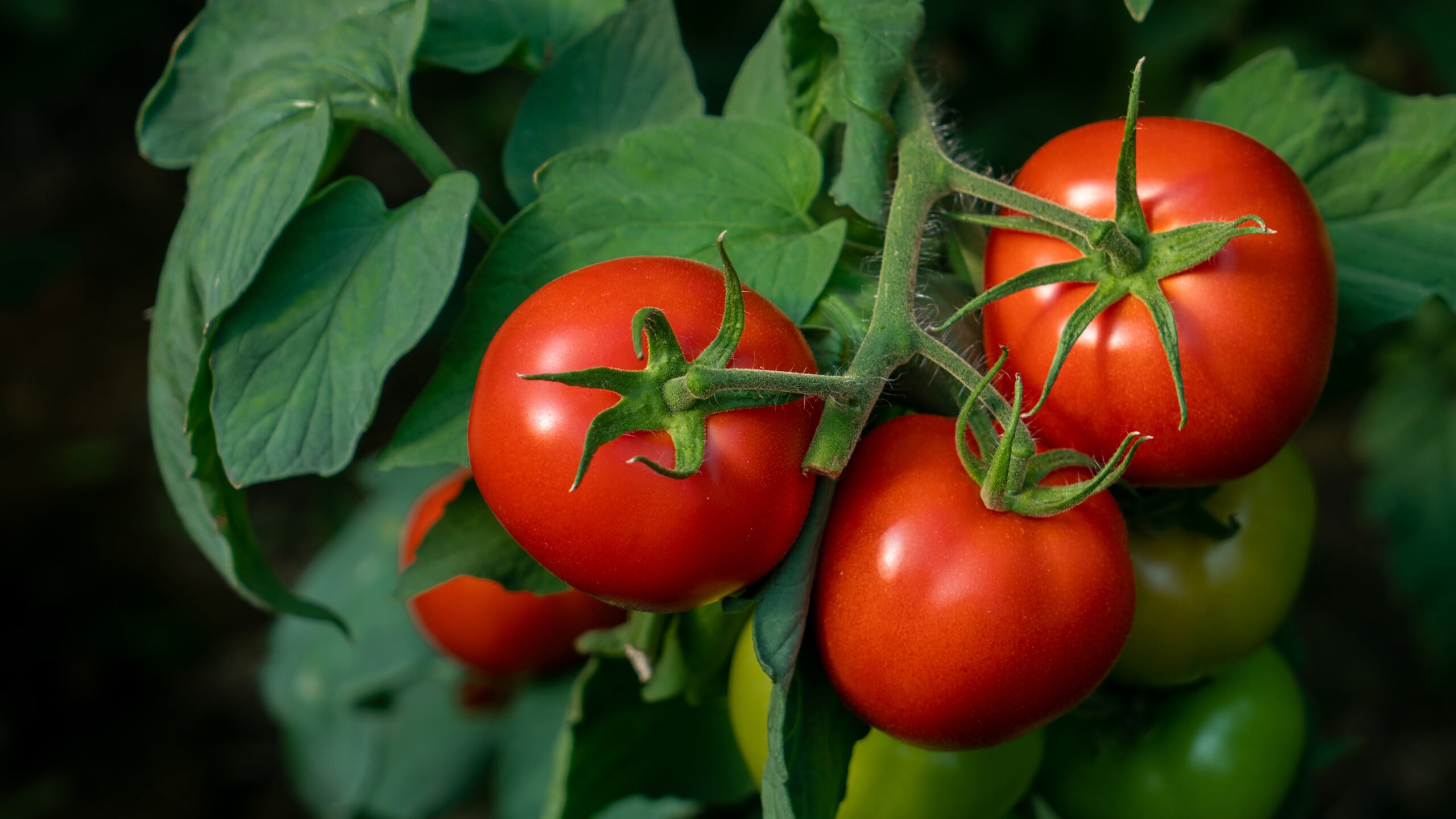 Ripe red tomatoes growing on the vine with green leaves.