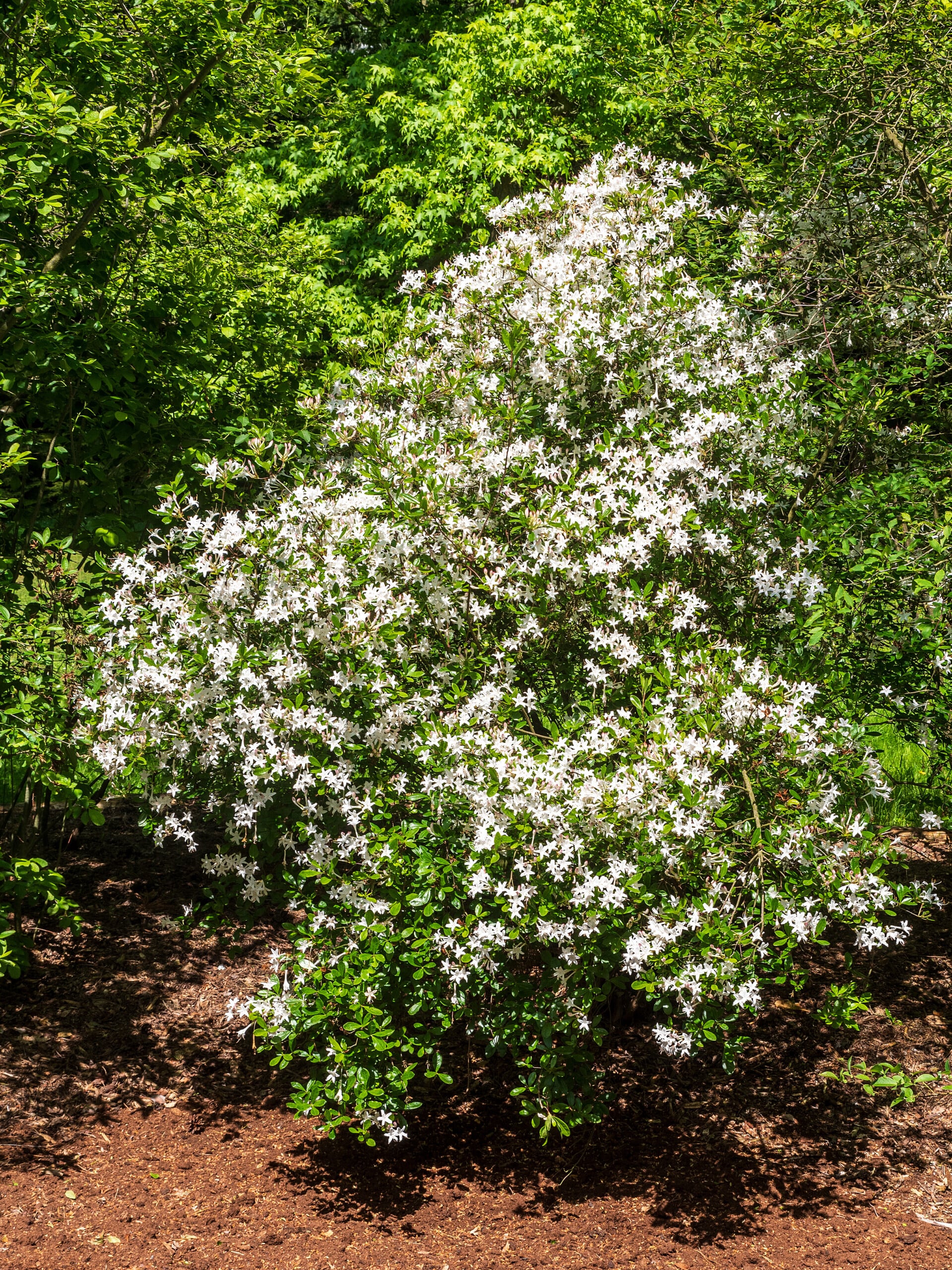 A large shrub of swamp azalea with blooms against a forested background and mulch on the ground.