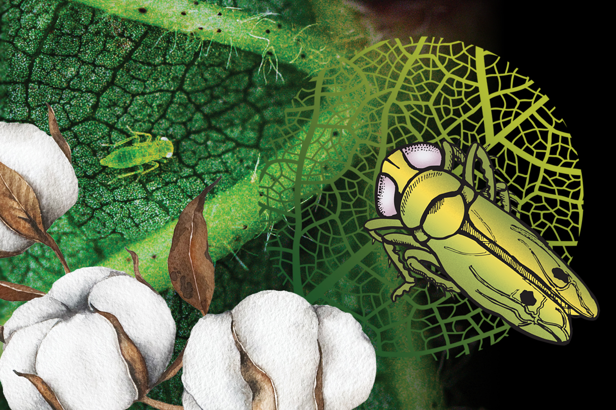 Composite image with illustrations of cotton and a cotton jassid over top of a photo of a jassid on a leaf