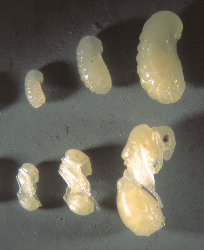 off-white ant larvae at six different growth stages
