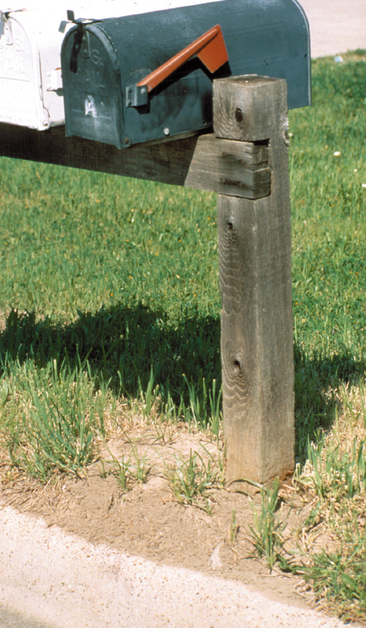 An ant mound around a wooden mailbox post