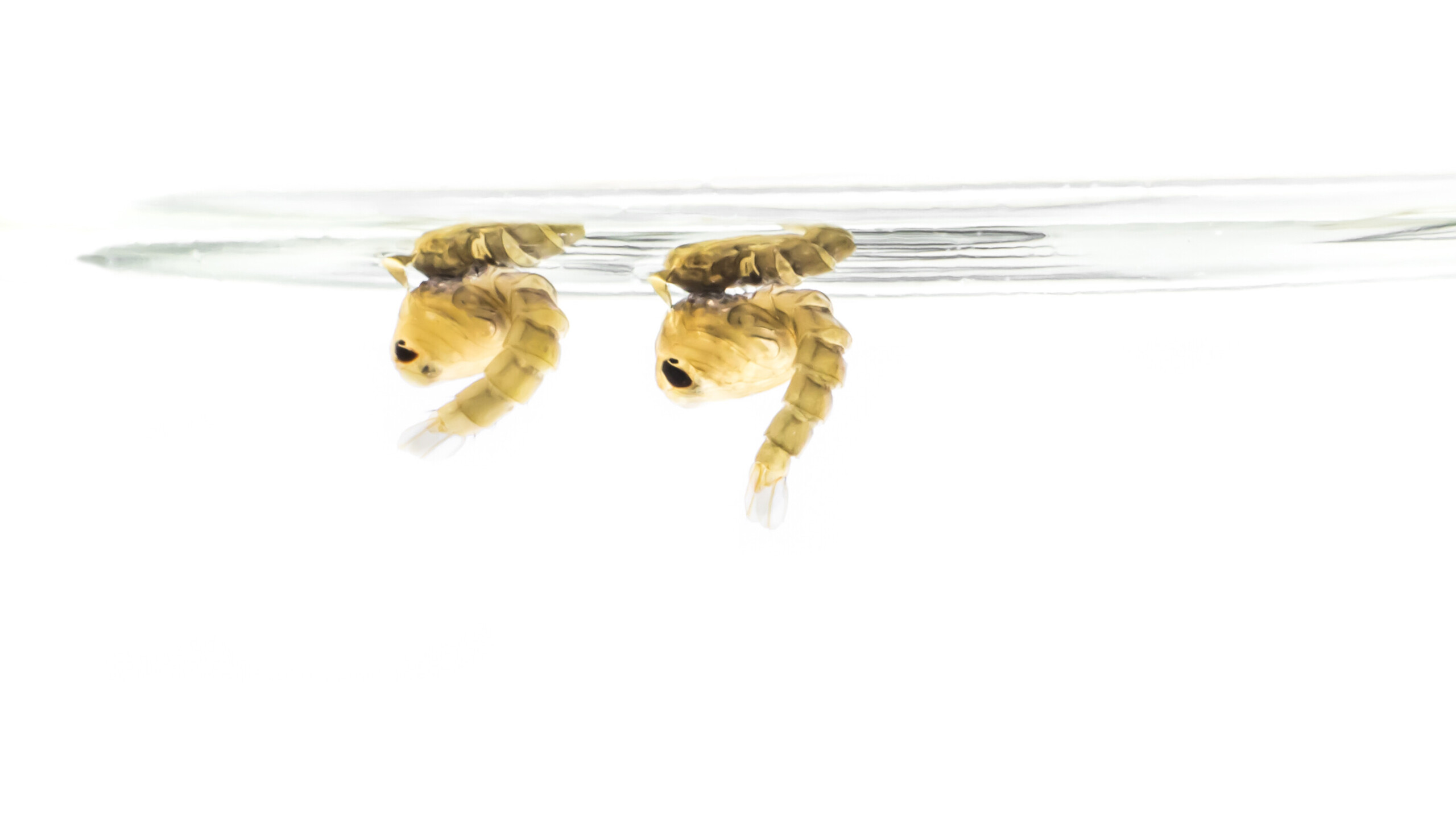 Mosquito larvae on white  background. 