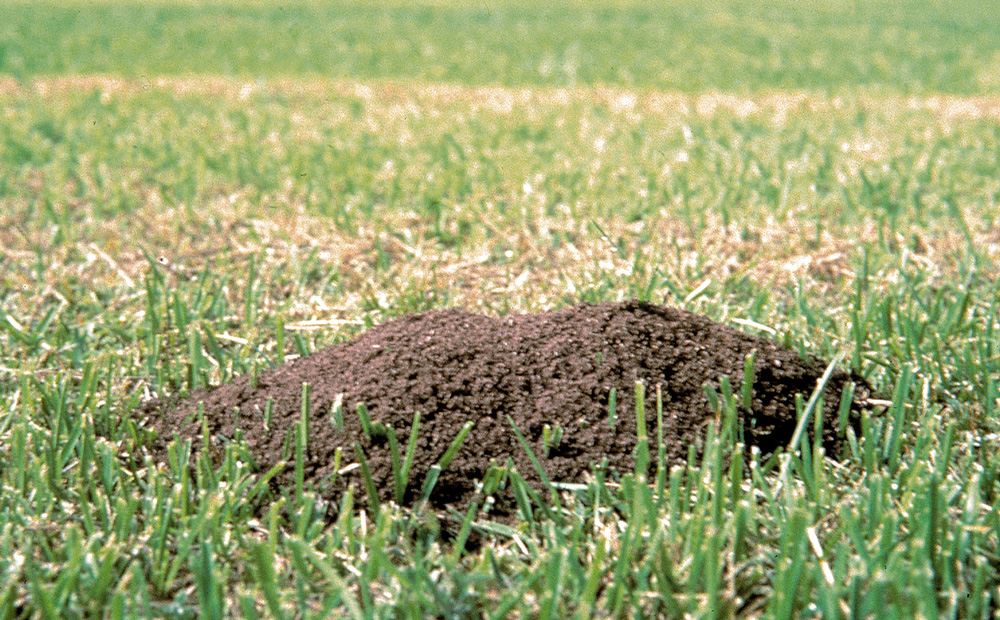 An ant mound in a lawn