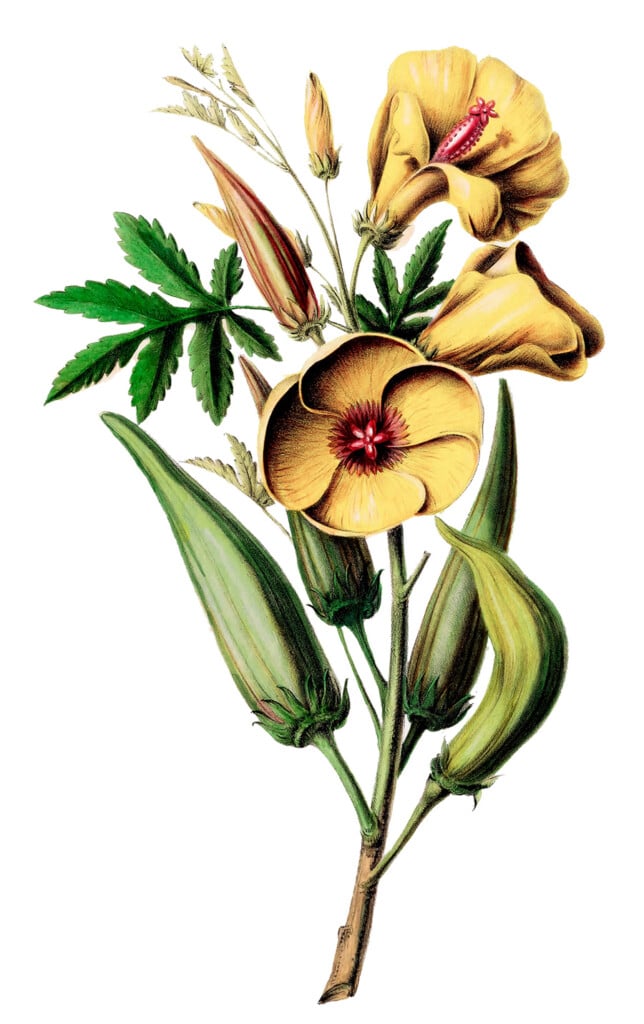 Vintage illustration of an okra plant with yellow blooms and green okra