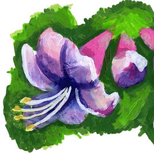 Azalea culture: A Southern love affair
