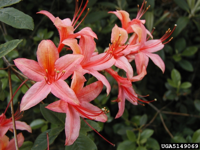 A close up of trumpet shaped flowers clustered in a small group.
