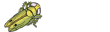 illustration of two jassids