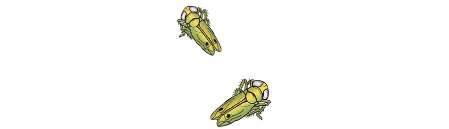 illustration of two jassids