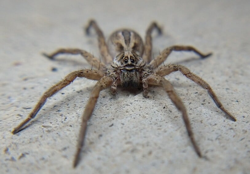 a flat, long-legged spider with brown and black coloration and distinct black hairs along its legs