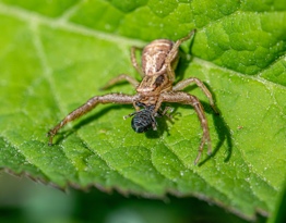 A crab spider with wide arms sits with its prey on a leaf.