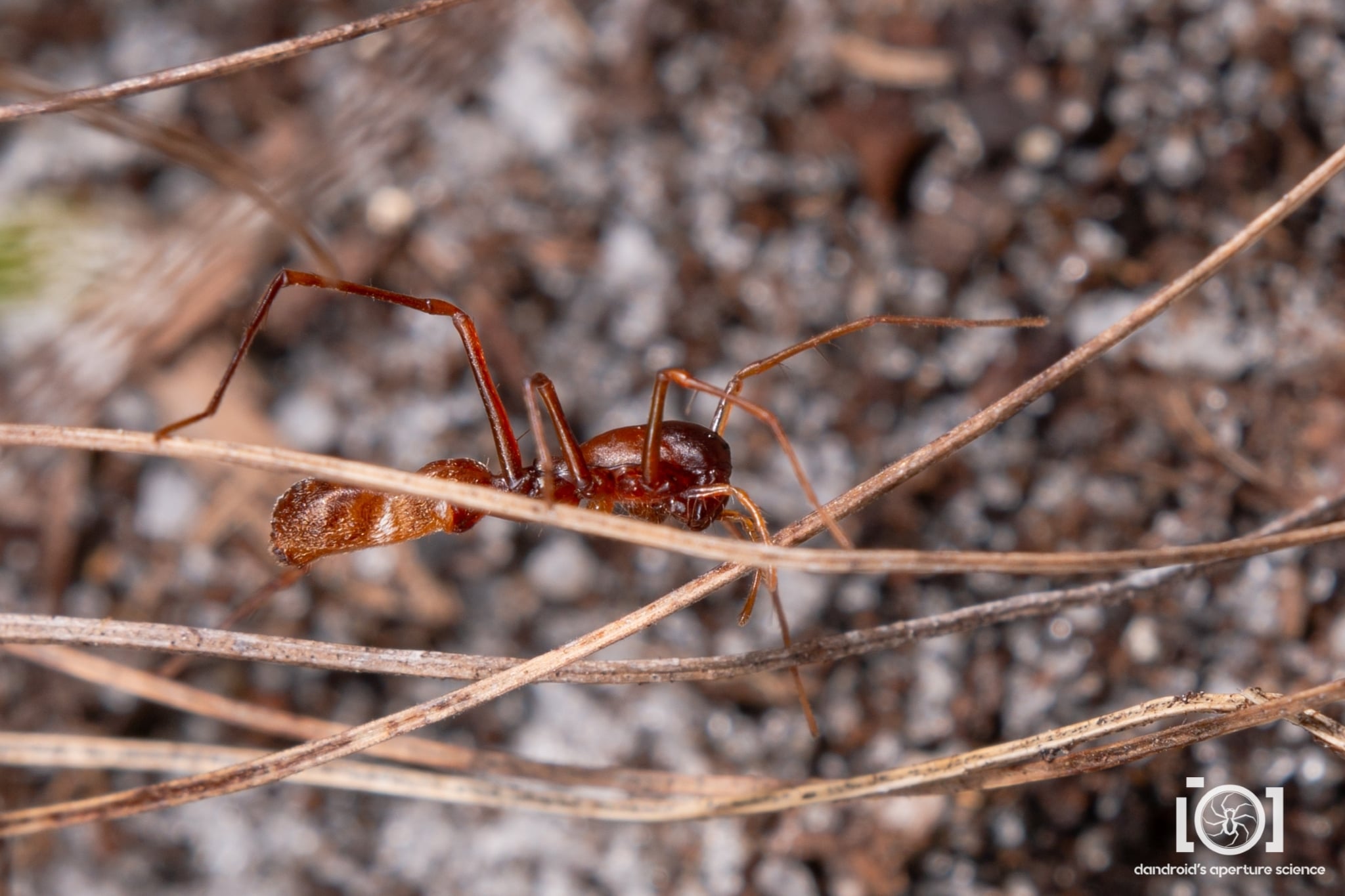 a spider that looks very much like an ant is helped by the fact that two of its legs are missing.