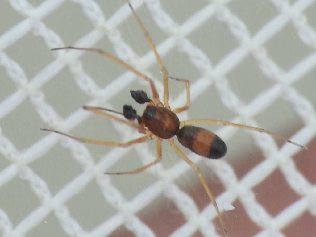 a miniscule spider sits on a fiber mesh