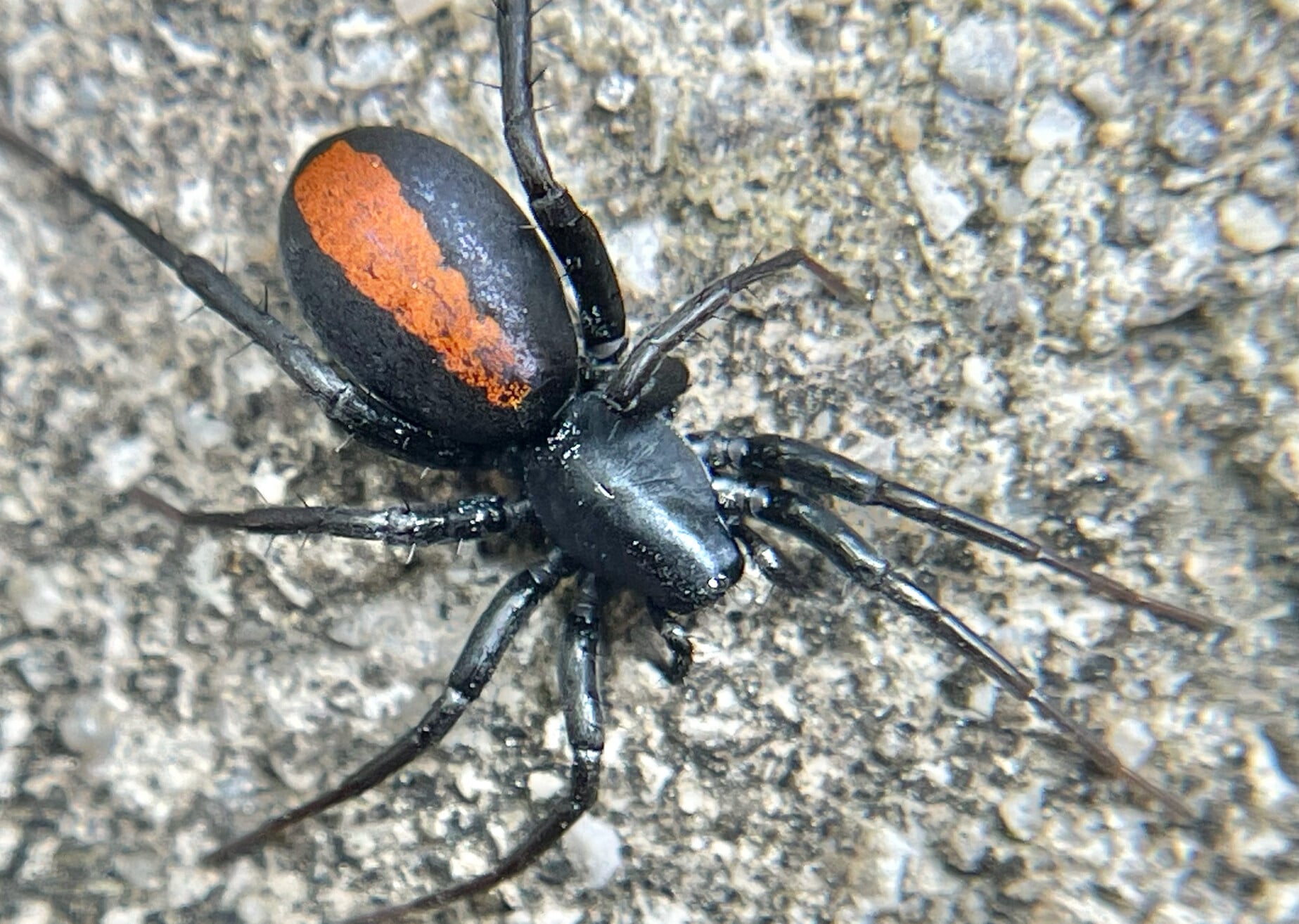 an ominous looking black spider bears a thick red line down its abdomen