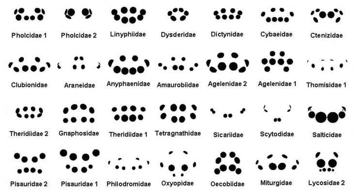 twenty-eight different eye patterns for spiders are in a grid in this image.
