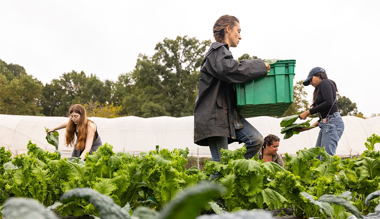UGArden volunteers harvest crops in the garden rows