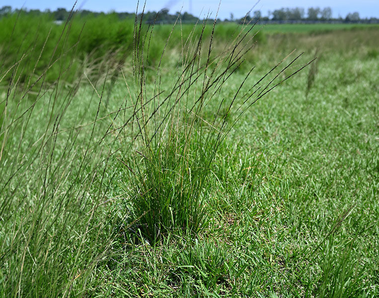 A clump of smutgrass stands out in a grassy field