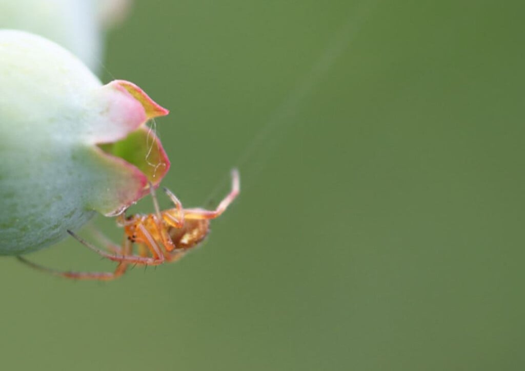 A small smpider perches under a green blueberry bloom