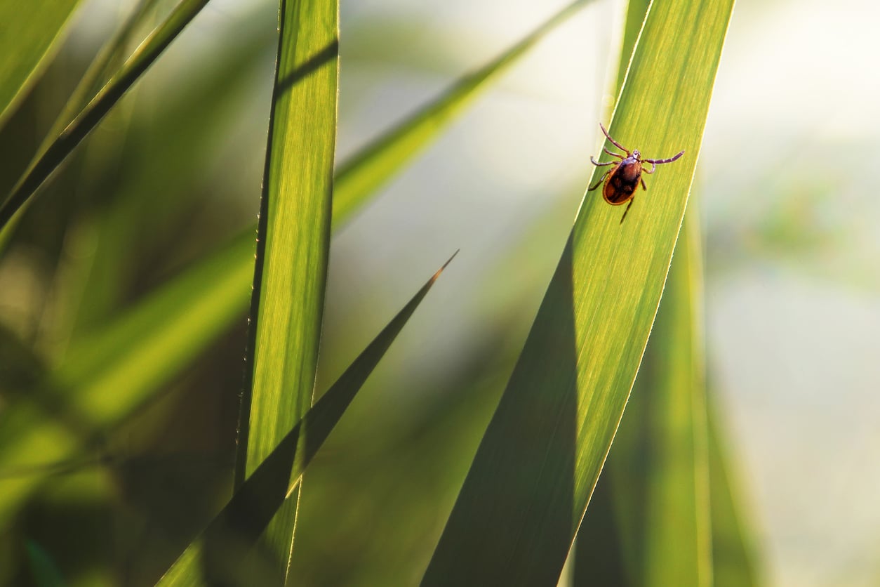 A tick crawls up a blade of grass.