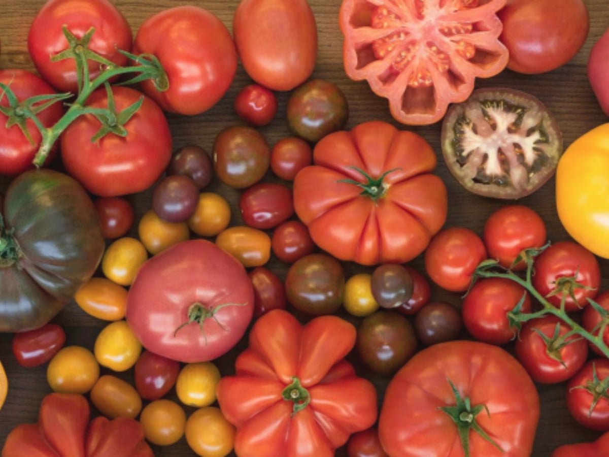 A group of many different types of tomatoes.