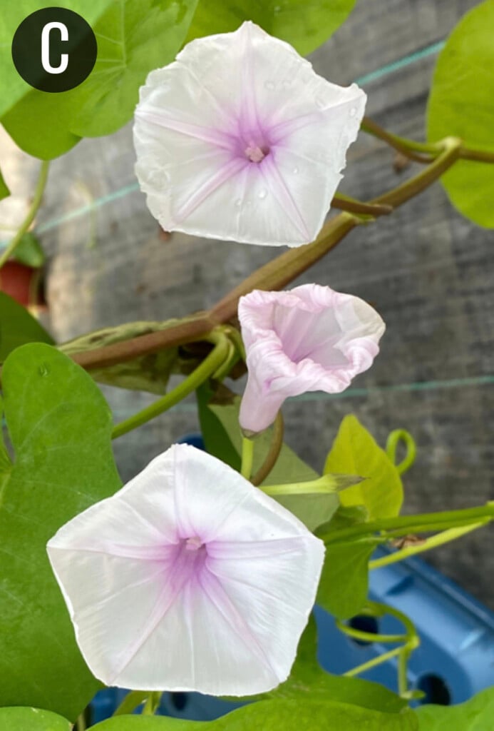 light pink petals adorn this water spinach bloom