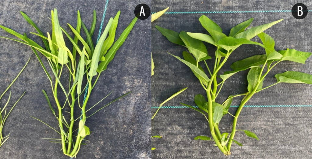 two water spinach plants on examination tables