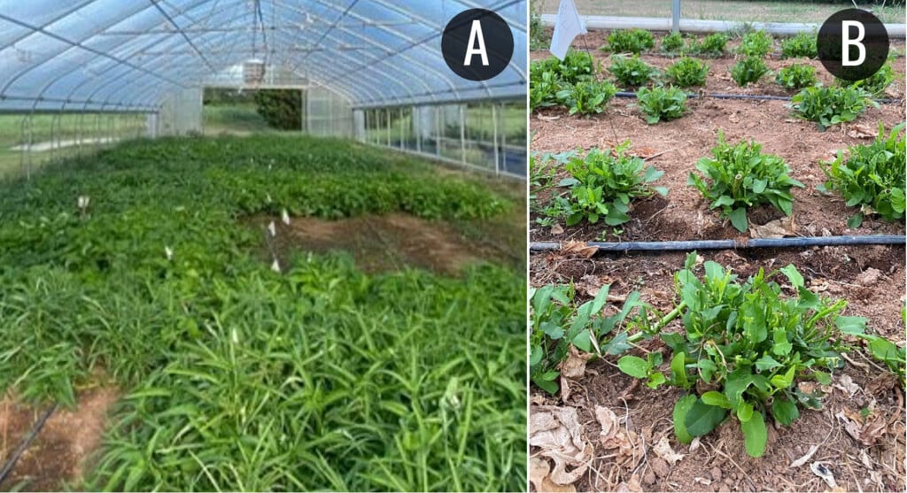 two photos demonstrating the benefits complete planting and the spacing of plants after a harvest
