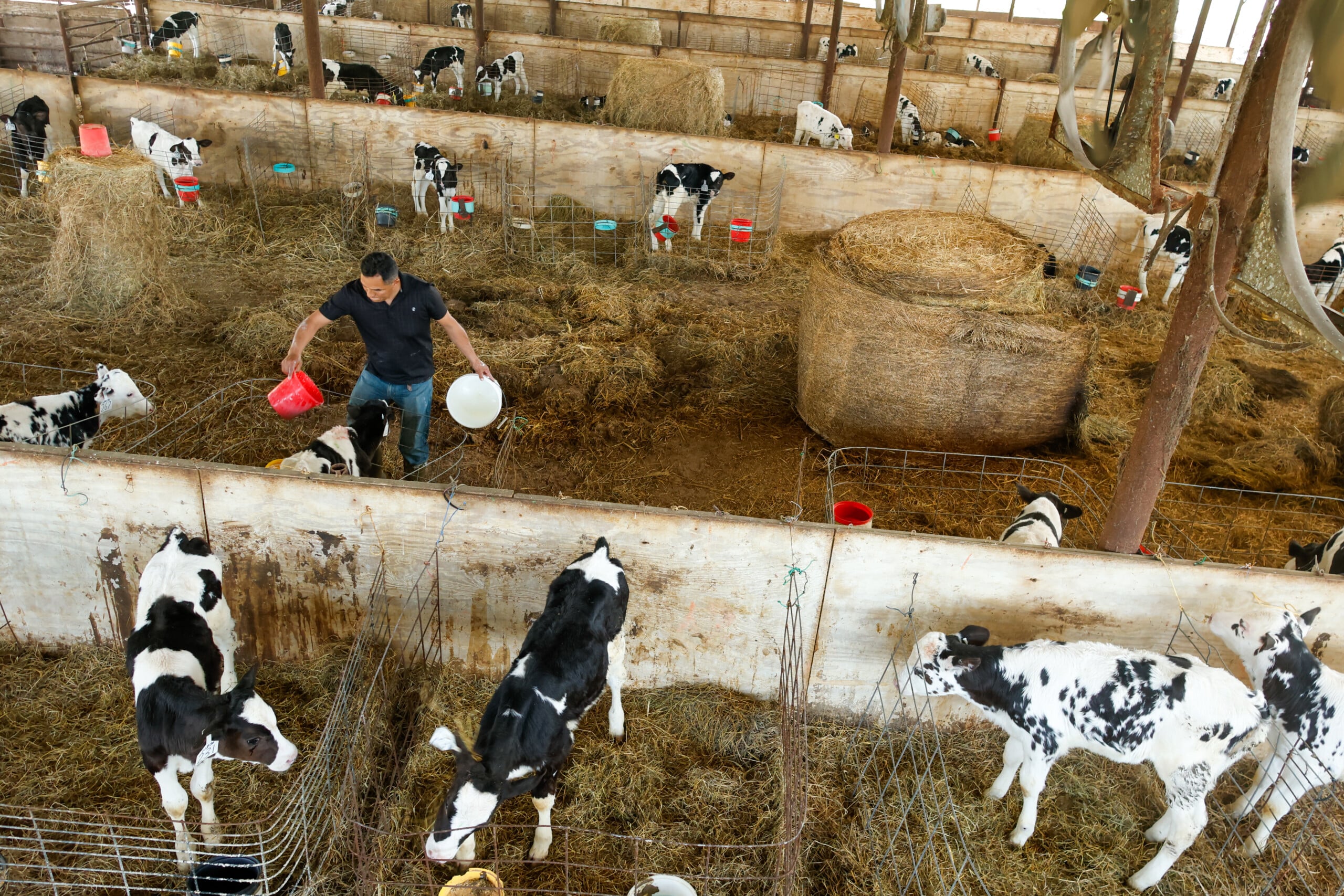 Overhead view of several cows in a barn