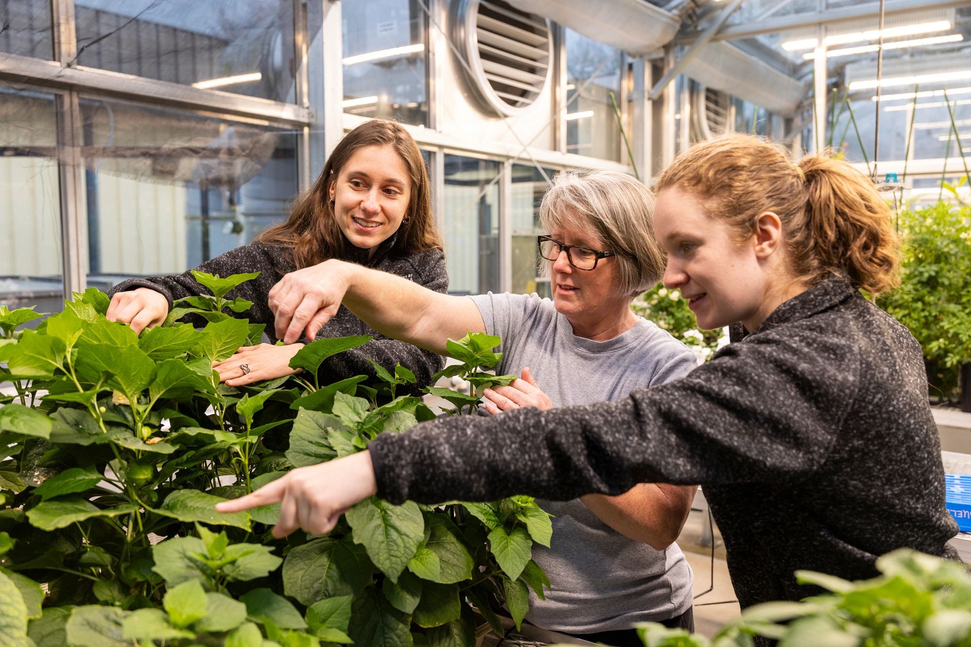 Robin Buell and students examine plants in a greenhouse on the UGA Athens campus