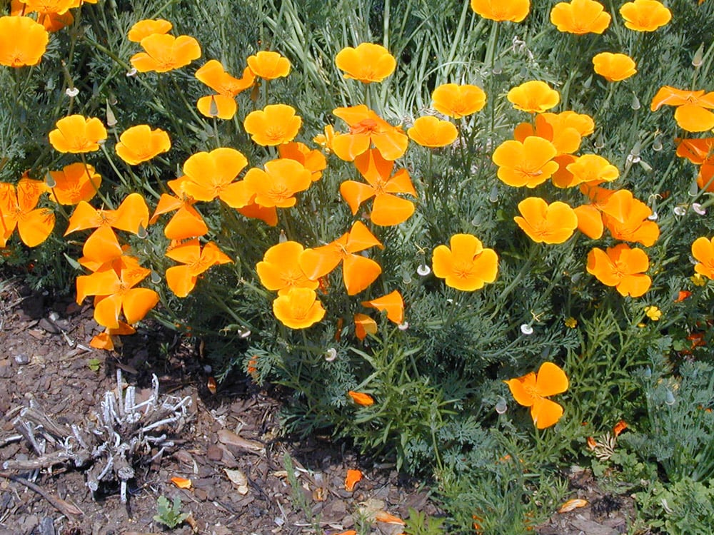 Bright orange-yellow flowers on tall stems