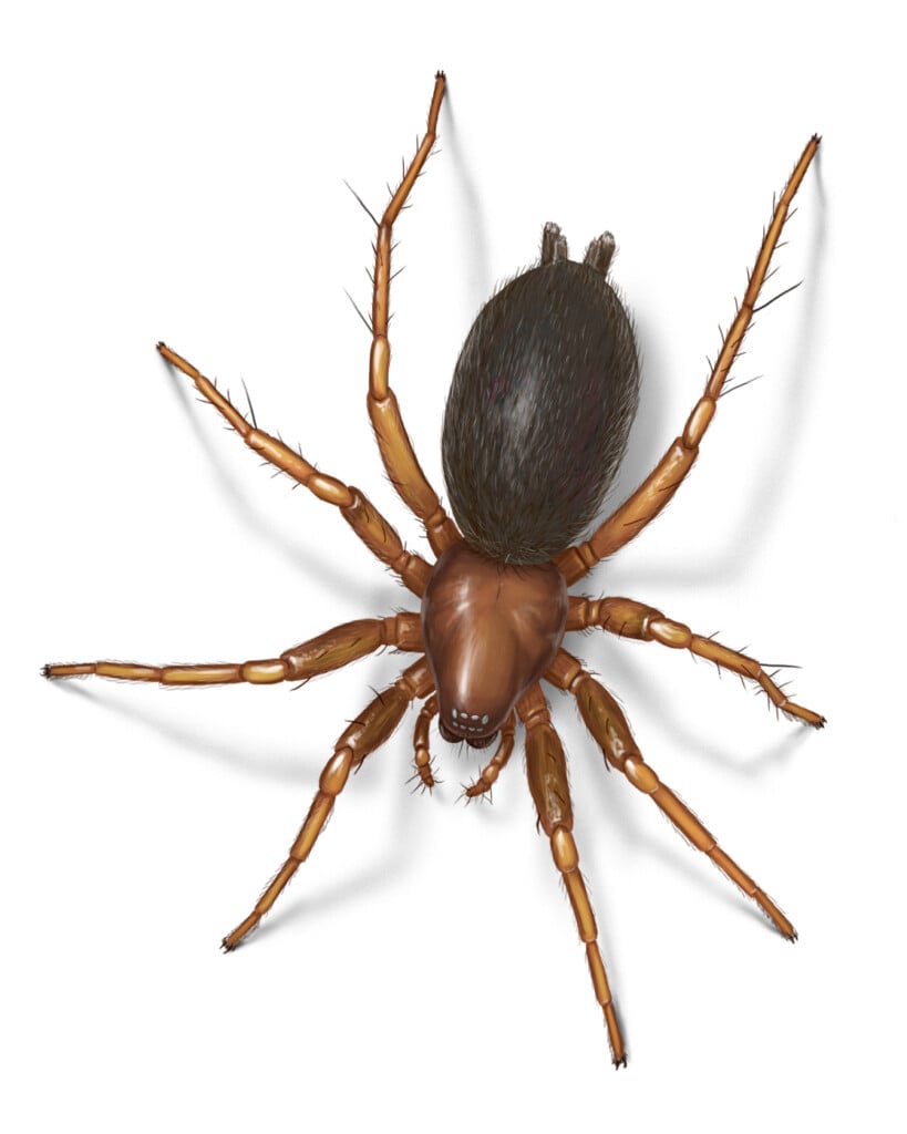 dark tan spider withe a glossy body and a dark hairy rear