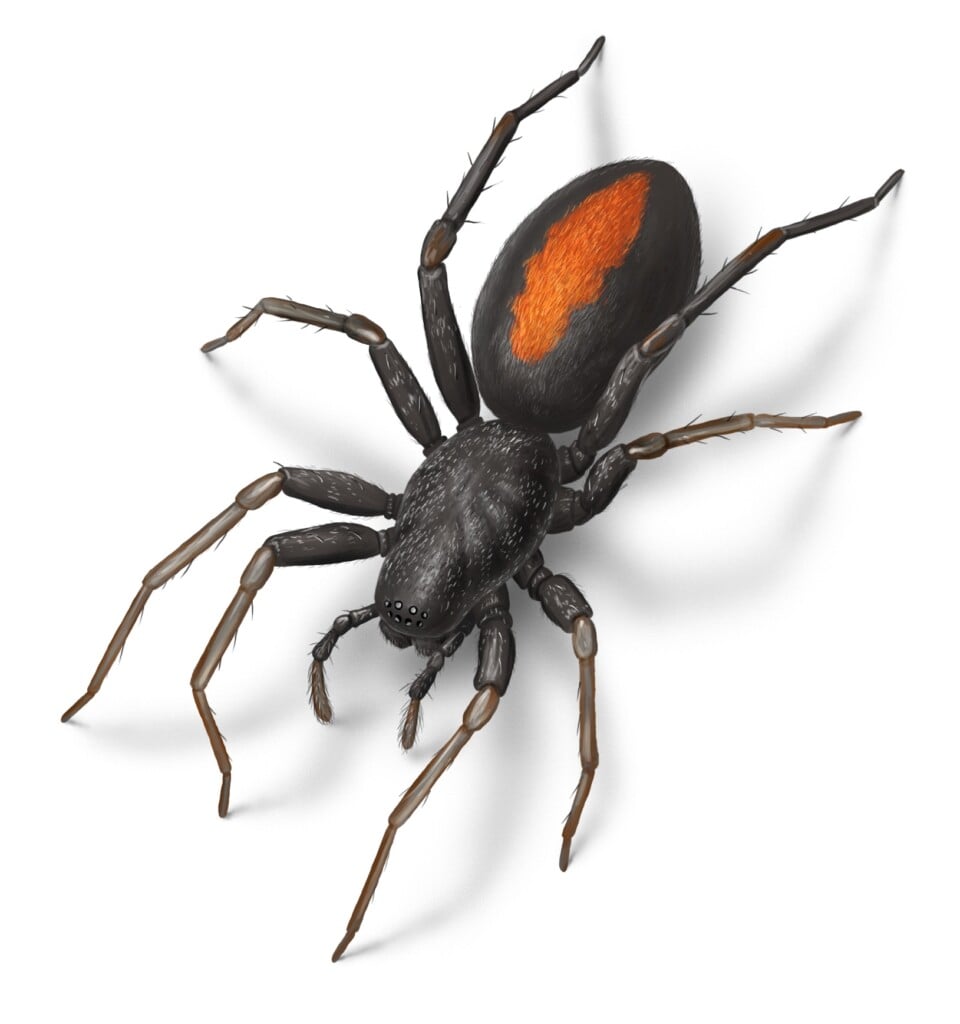 a black spider with a red spot on its rear