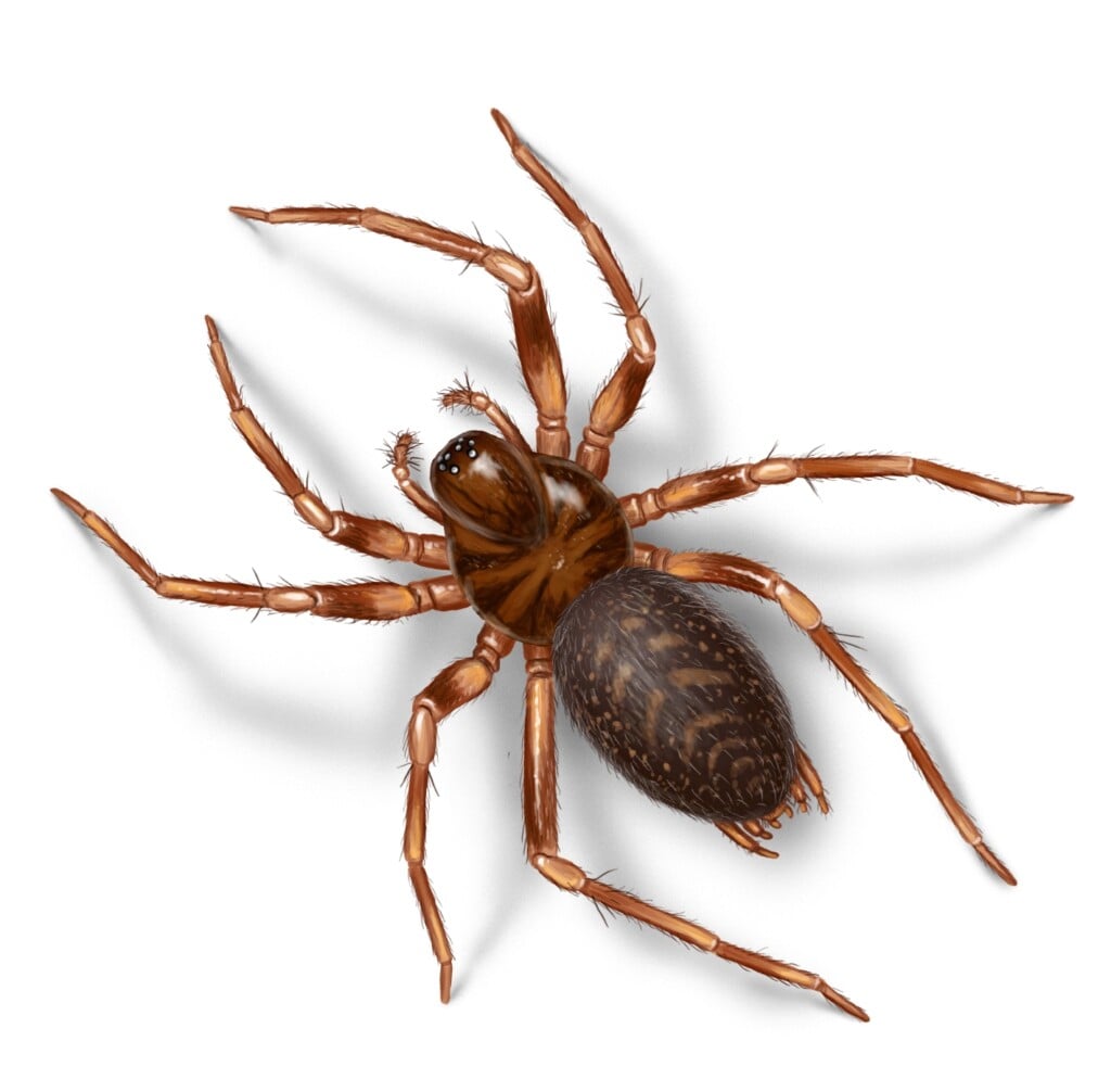a spider with a hairy butt and a glossy midsection featuring dark horizontal striping along the body