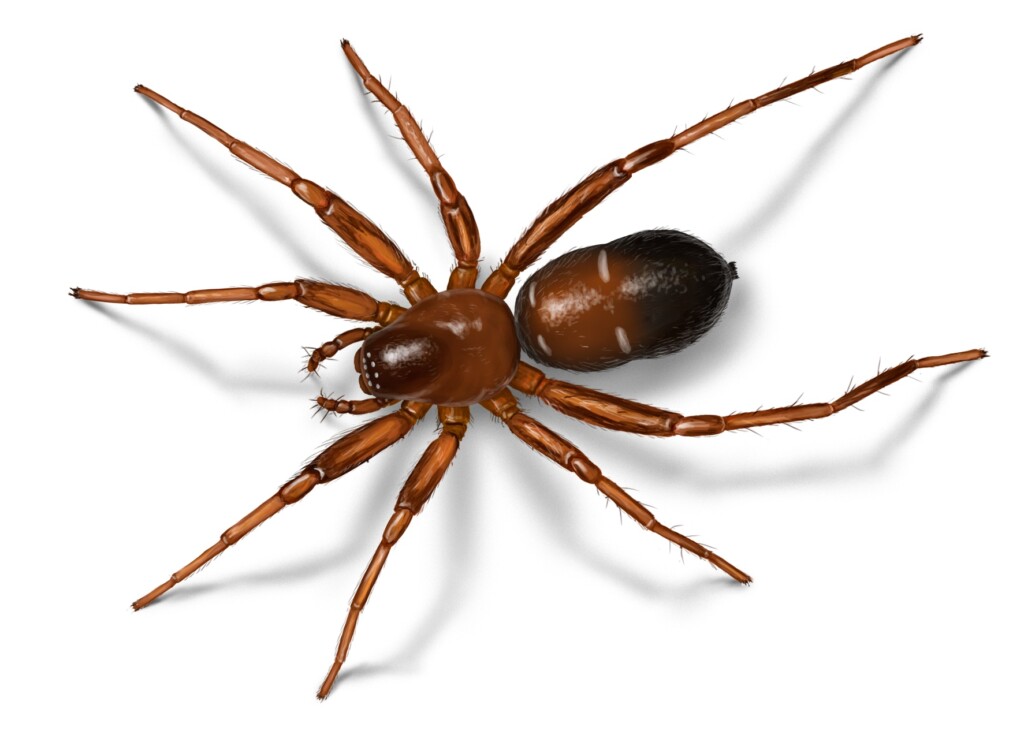 a dark brown spider with a glossy smooth body