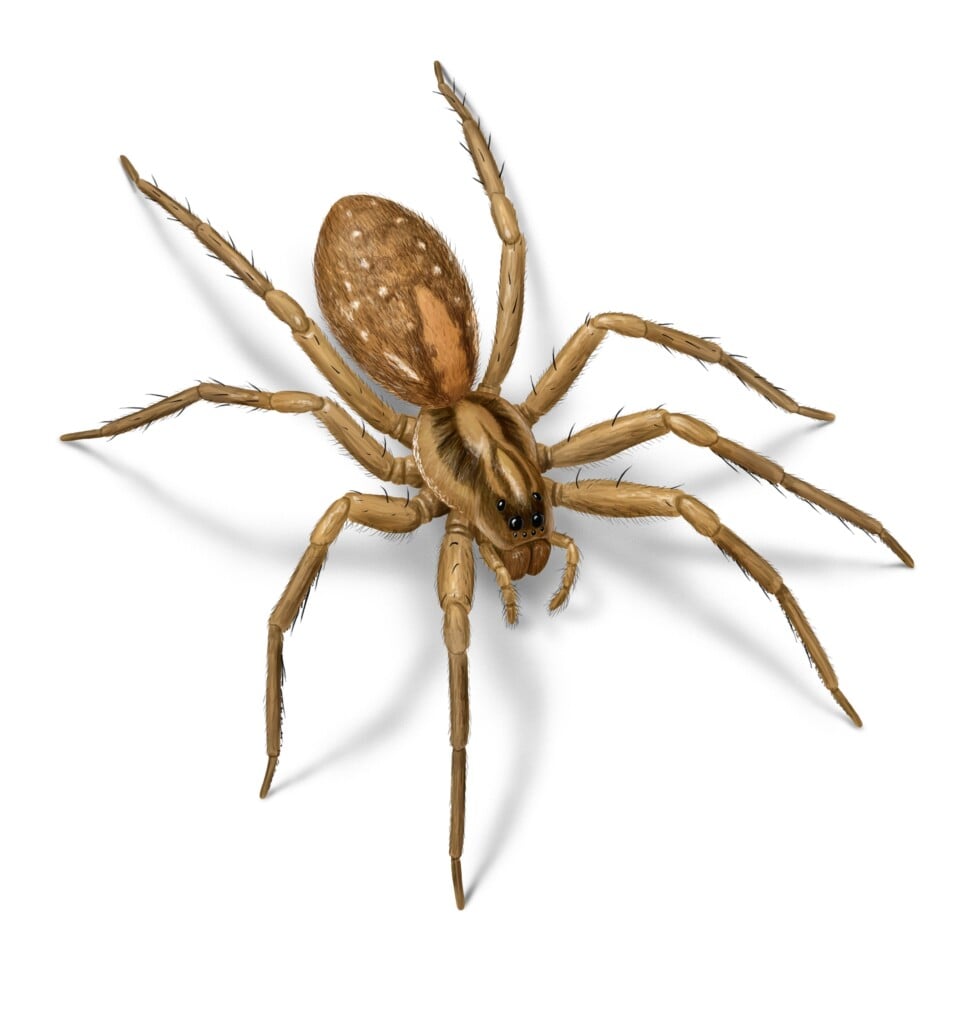 a light tan spider with stocky limbs sporting white spots on the rear and concentric banding behind the eyes